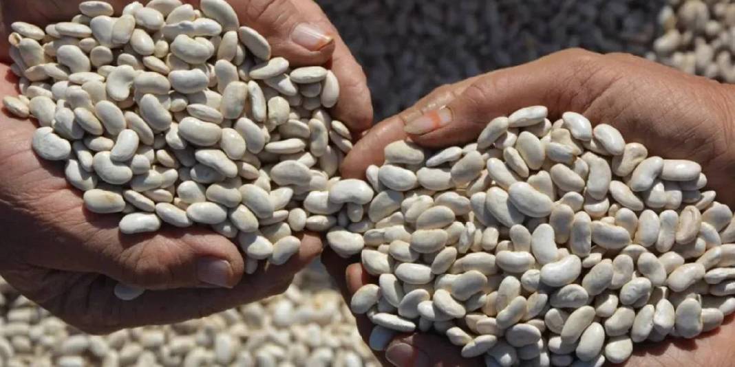 Zirai ilaç yok, susuz üretim var! Hasadı başladı: Sofraların olmazsa olmazı 120 liraya satışta 3